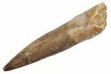 Fossil Plesiosaur (Zarafasaura) Tooth - Morocco #370491-1